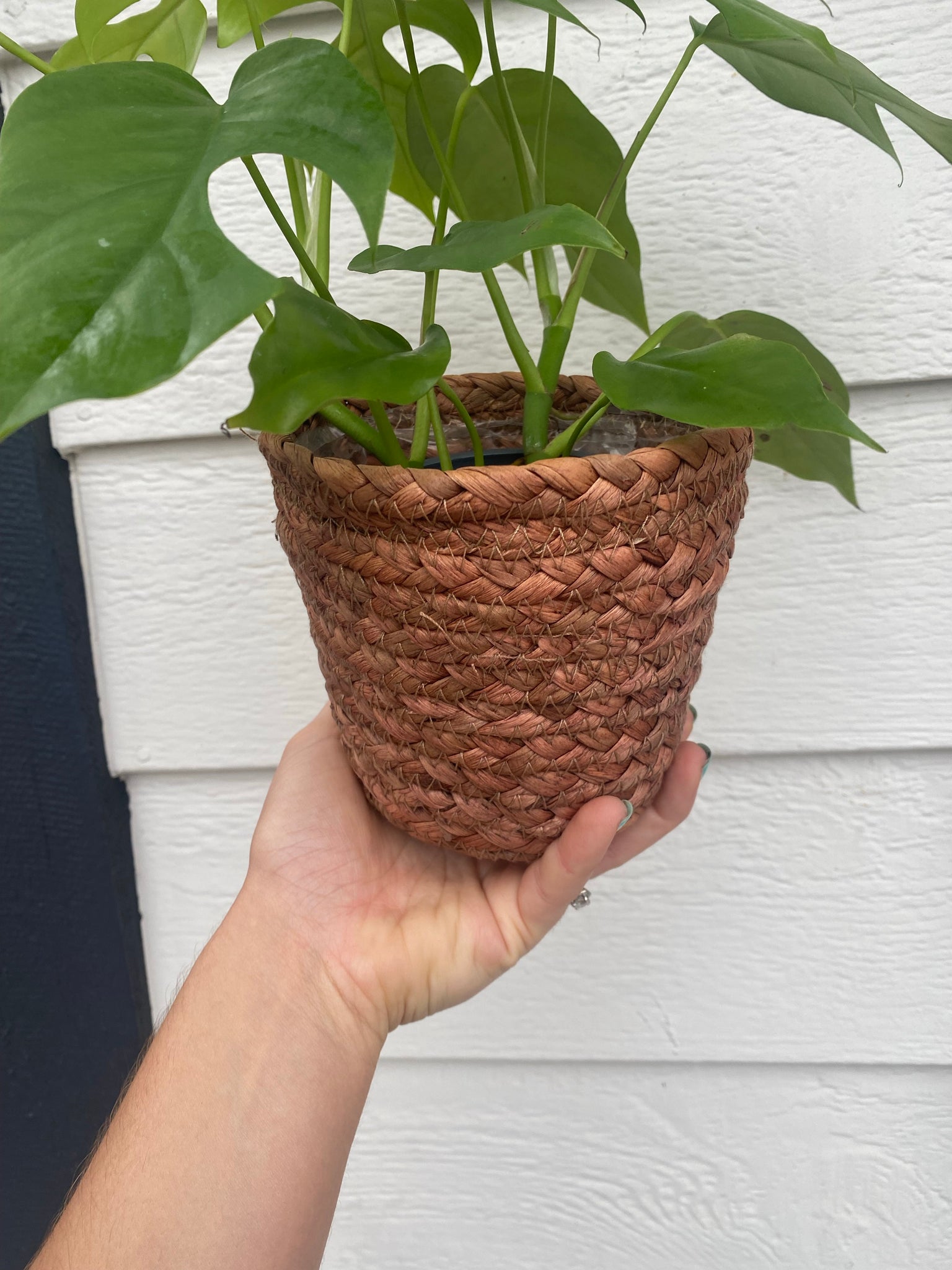 mini monstera soil Mini Monstera + Sea Grass Basket – In Succulent Love