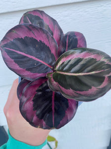 Calathea Roseopicta 'Little Princess’ / ‘Dottie’