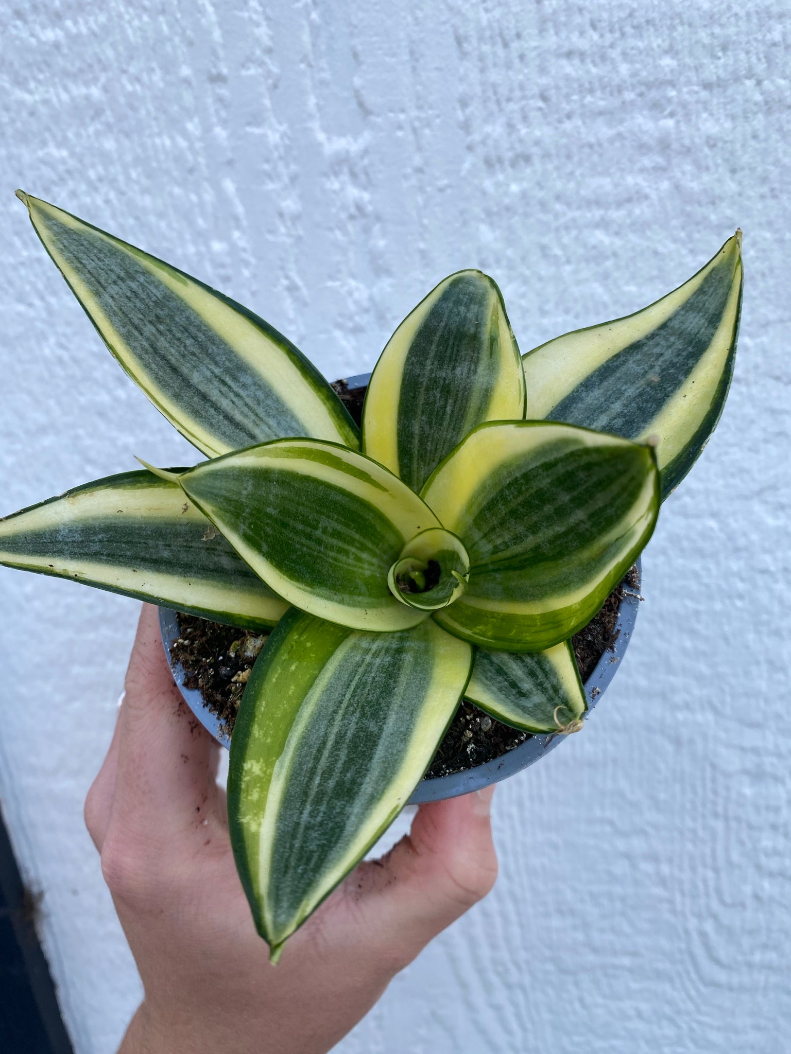 sansevieria stars and stripes Sansevieria Hahnii Sunny Star – In Succulent Love
