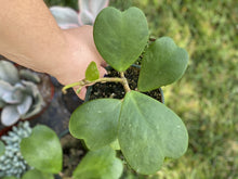 Hoya Kerrii Green Heart