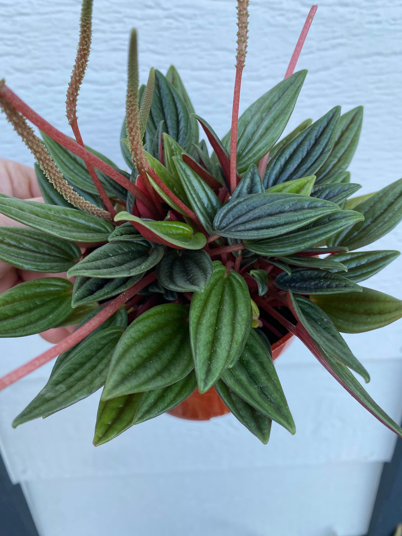 red peperomia succulent Peperomia Eden Rosso – In Succulent Love