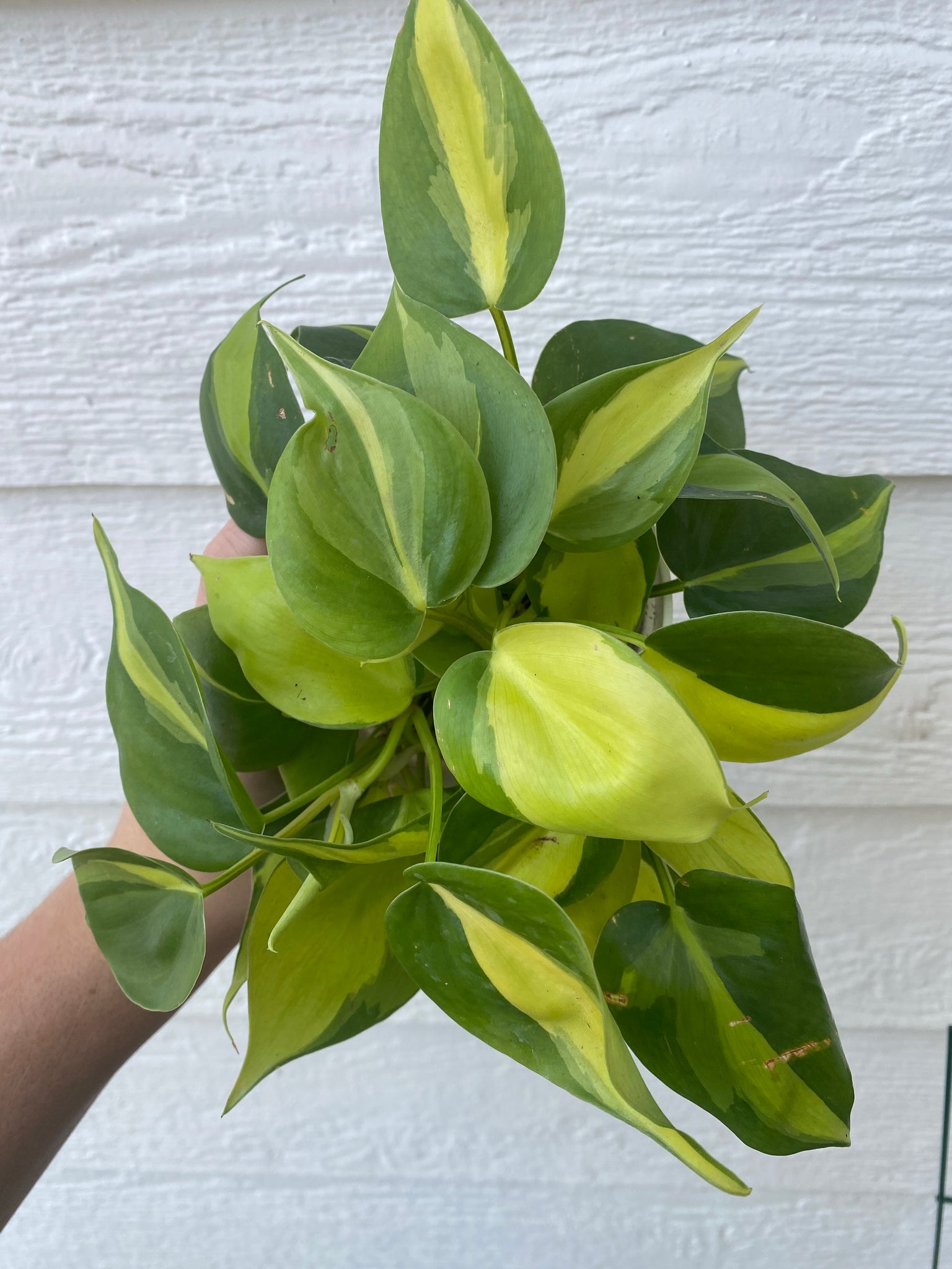philodendron gabby vs brazil Philodendron Brasil – In Succulent Love