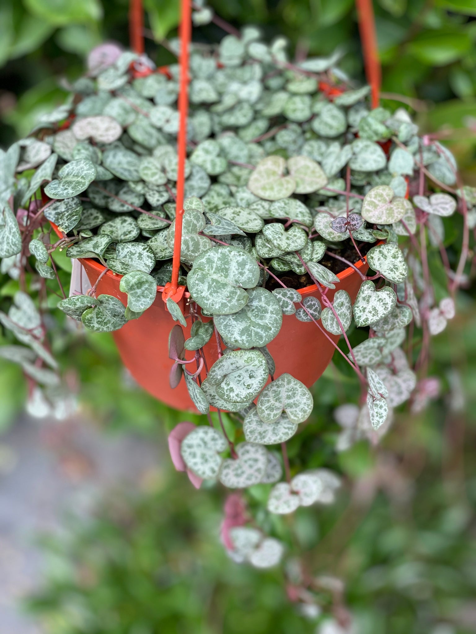 succulents string of hearts Ceropegia Woodii 'String of Hearts' – In Succulent Love