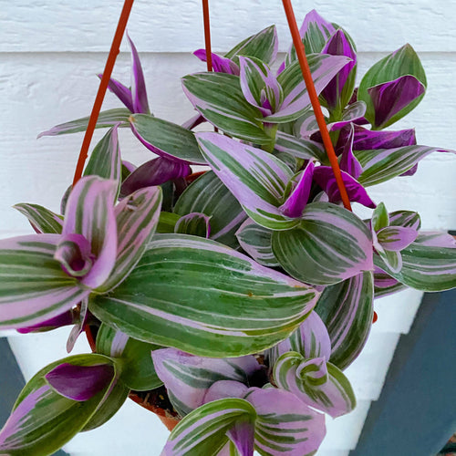 Tradescantia Nanouk Pink Wandering Jewel