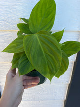 Philodendron Fuzzy Petiole