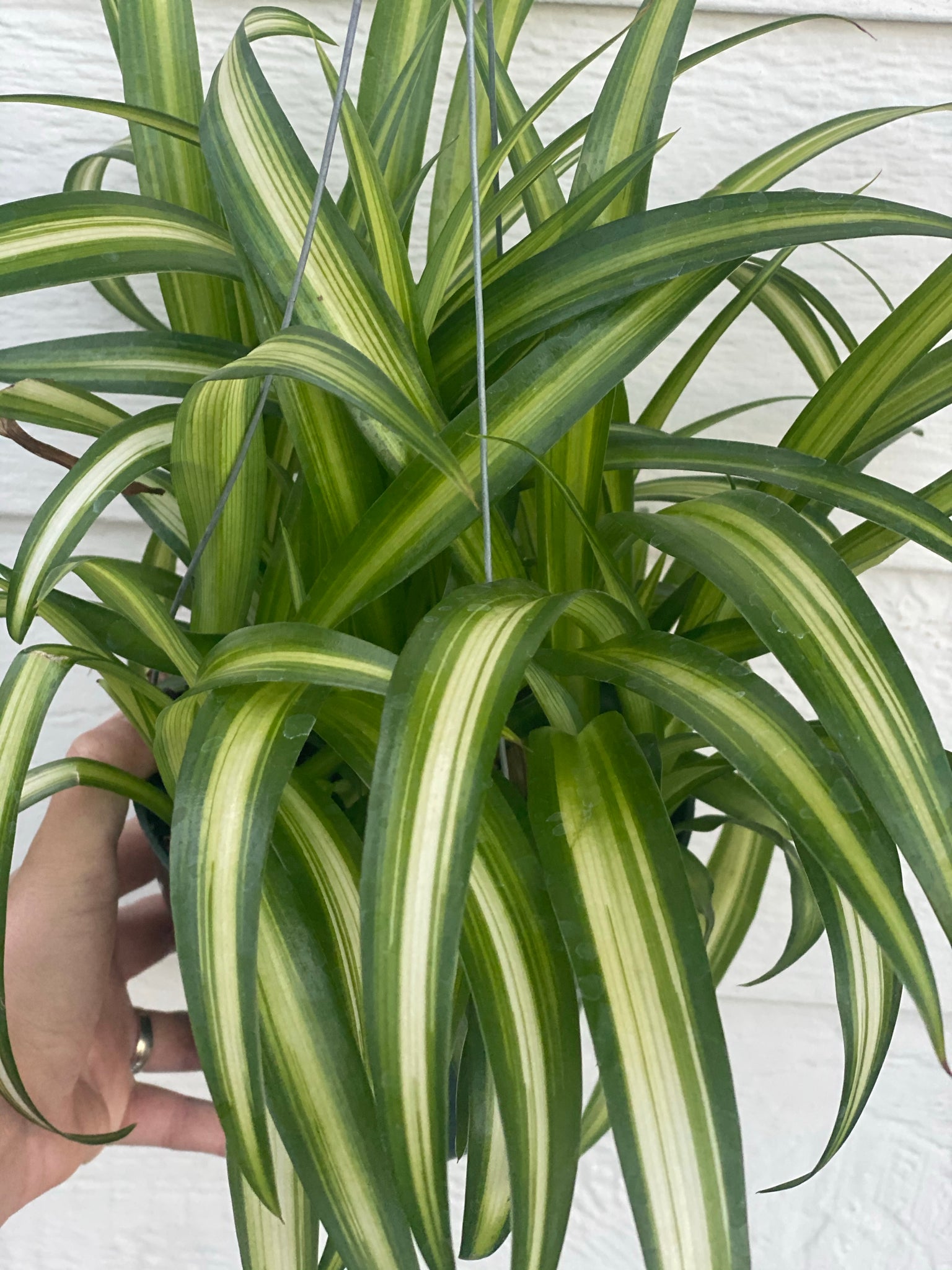 Spider Plant 'Hawaiian' - Evergreen Nursery