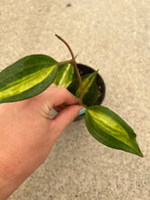 Hoya Macrophylla Reverse Variegated ‘Pot of Gold’