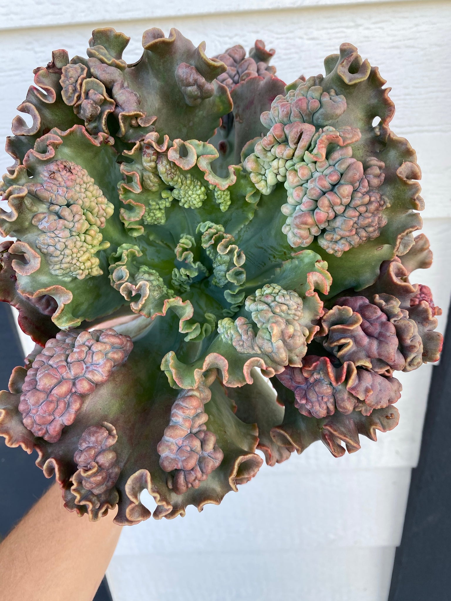 succulent echeveria gibbiflora Echeveria Gibbiflora Caruncula Hybrid – In Succulent Love