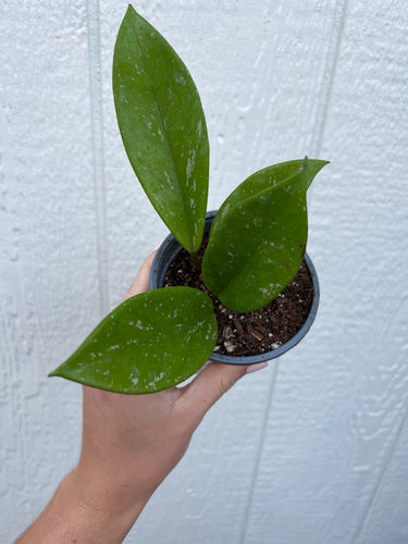 Hoya Carnosa Stardust Hybrid*
