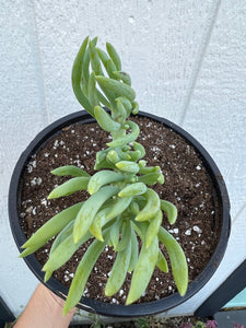 Mermaid Tail - D ( Crested Senecio Vitalis )