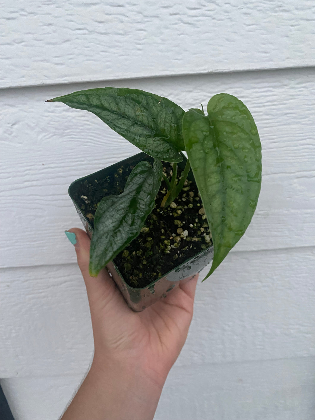 monstera siltepecana for sale Monstera Siltepecana – In Succulent Love