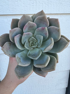 Echeveria Lilac Wonder