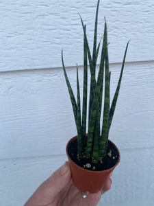 Sansevieria Fernwood