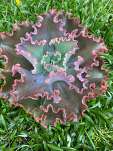 Echeveria Crimson Tide (USPP21496P2)