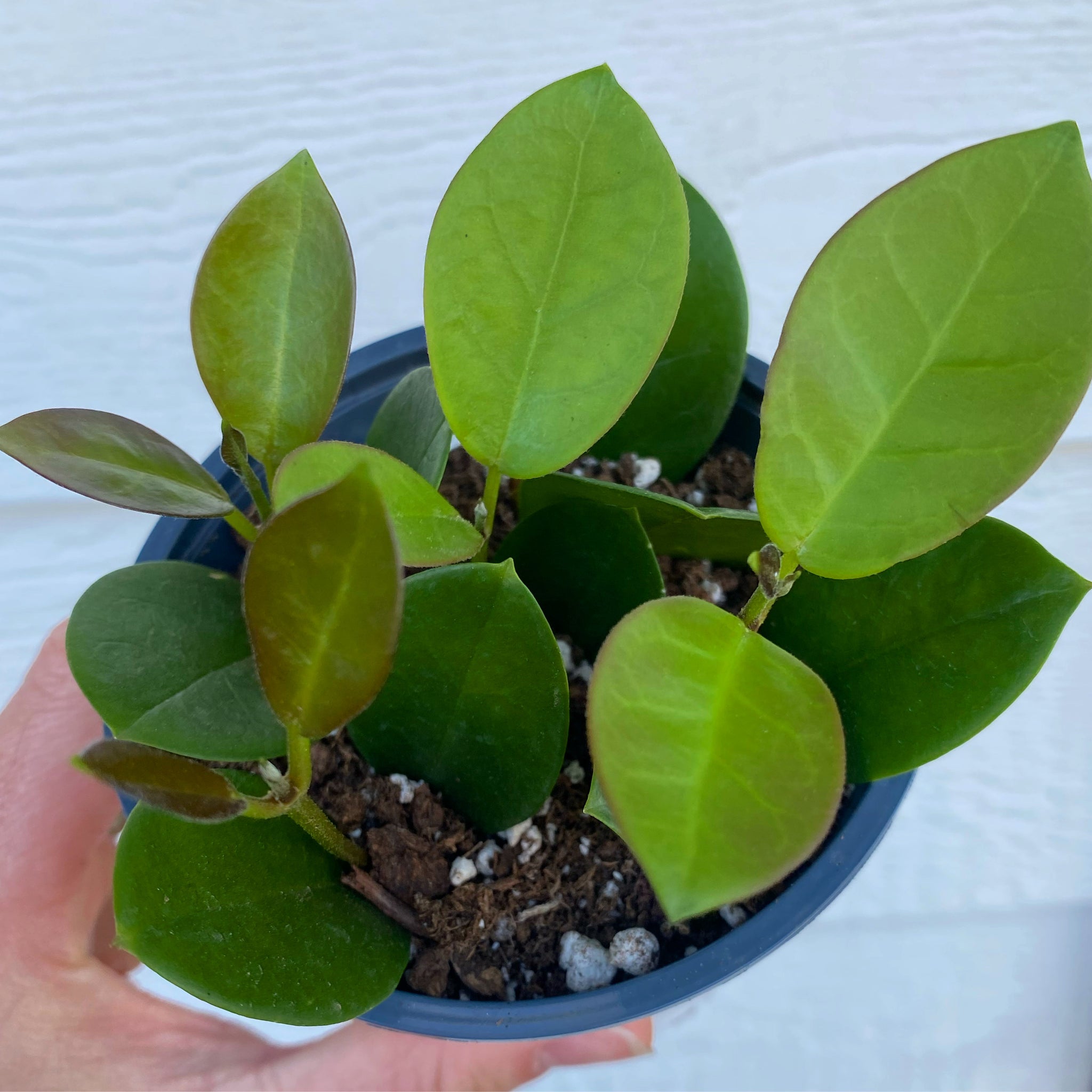 Hoya Australis In Succulent Love Hoya Australis In Succulent Love