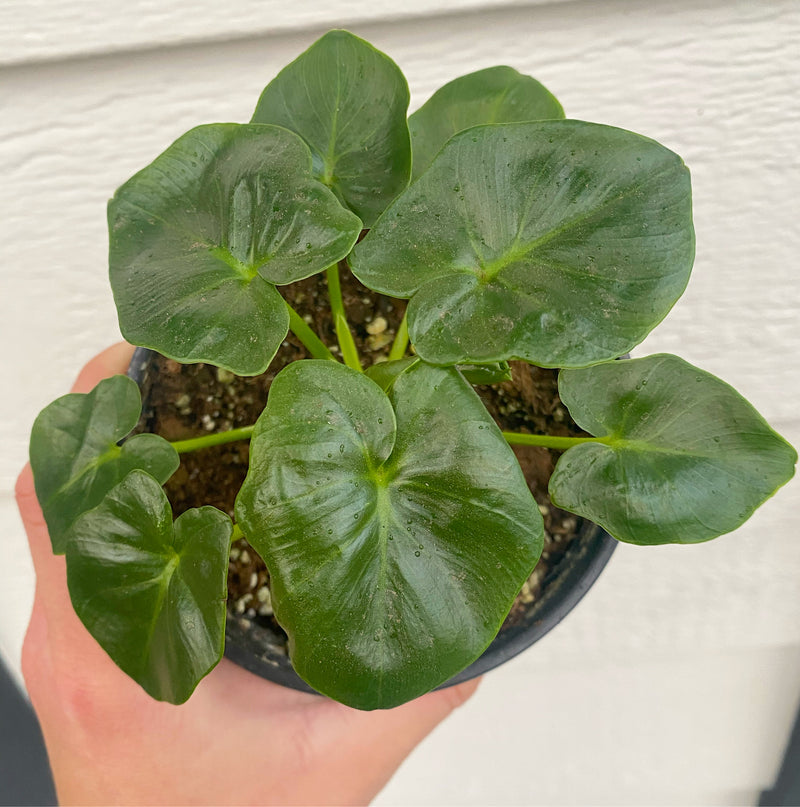 atom philodendron Philodendron Atom – In Succulent Love