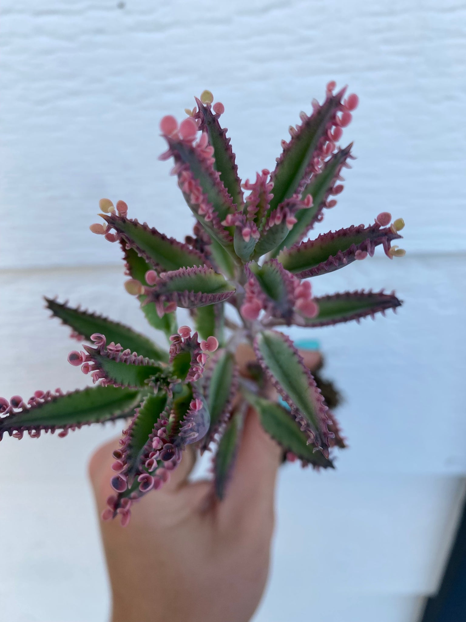 succulent butterfly plant Kalanchoe Pink Butterfly – In Succulent Love
