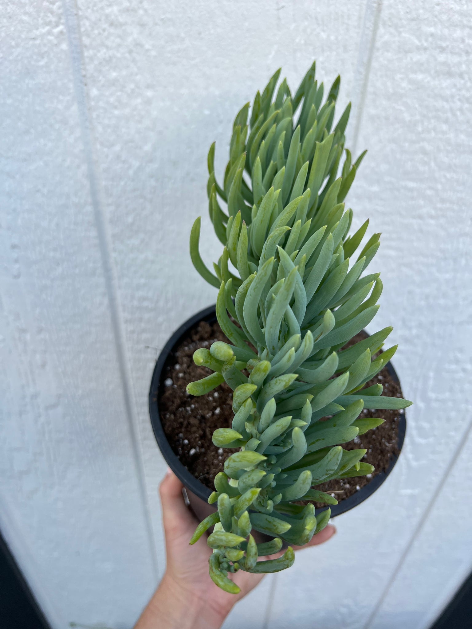 senecio vitalis mermaid tail succulent Mermaid Tail