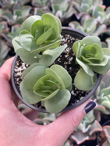 Portulaca Molokiniensis
