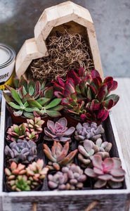 Wooden Succulent Heart DIY Kit