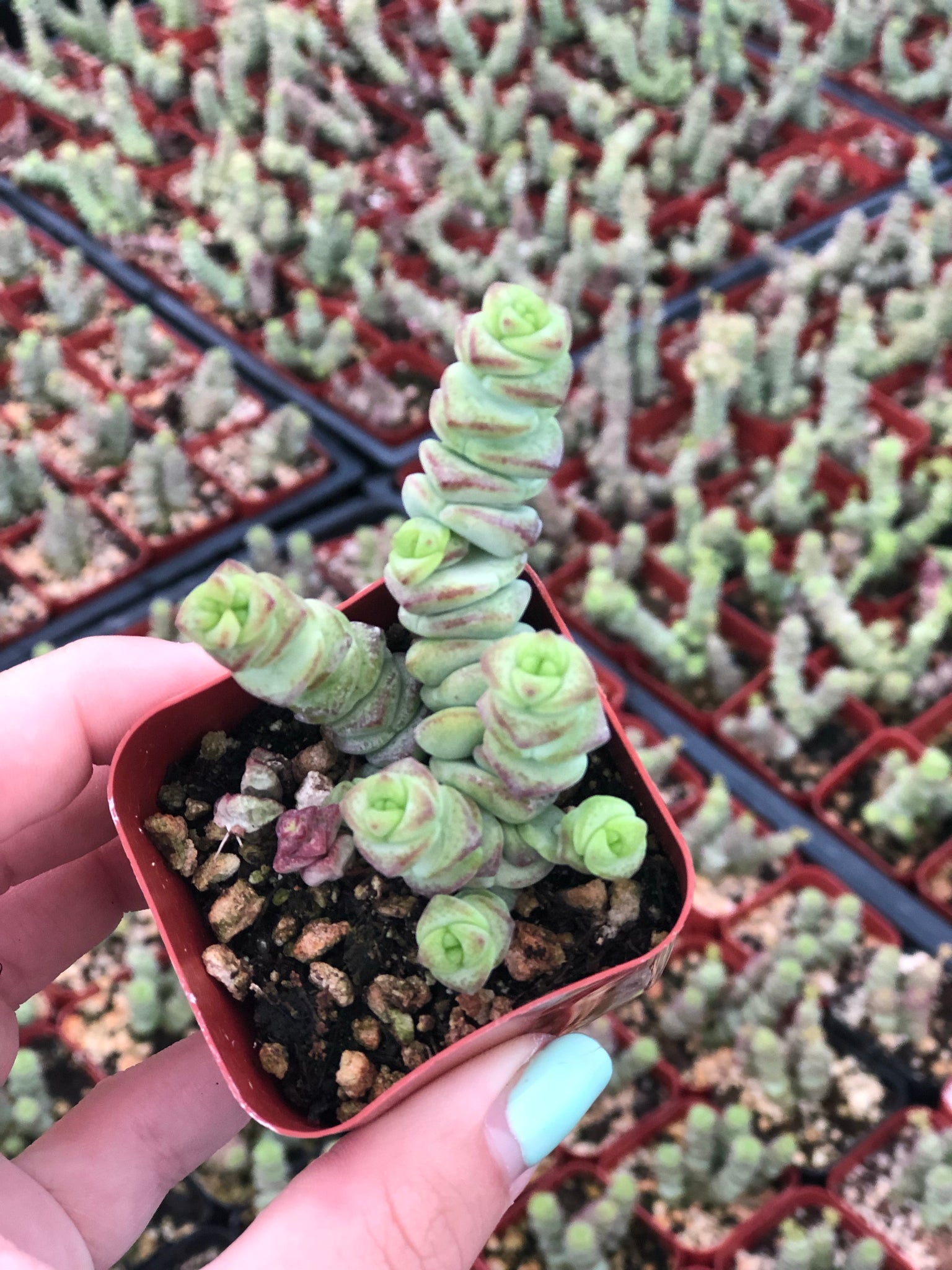 baby necklace succulent care Crassula Baby Necklace – In Succulent Love