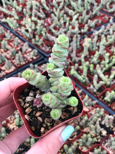 Crassula Baby Necklace