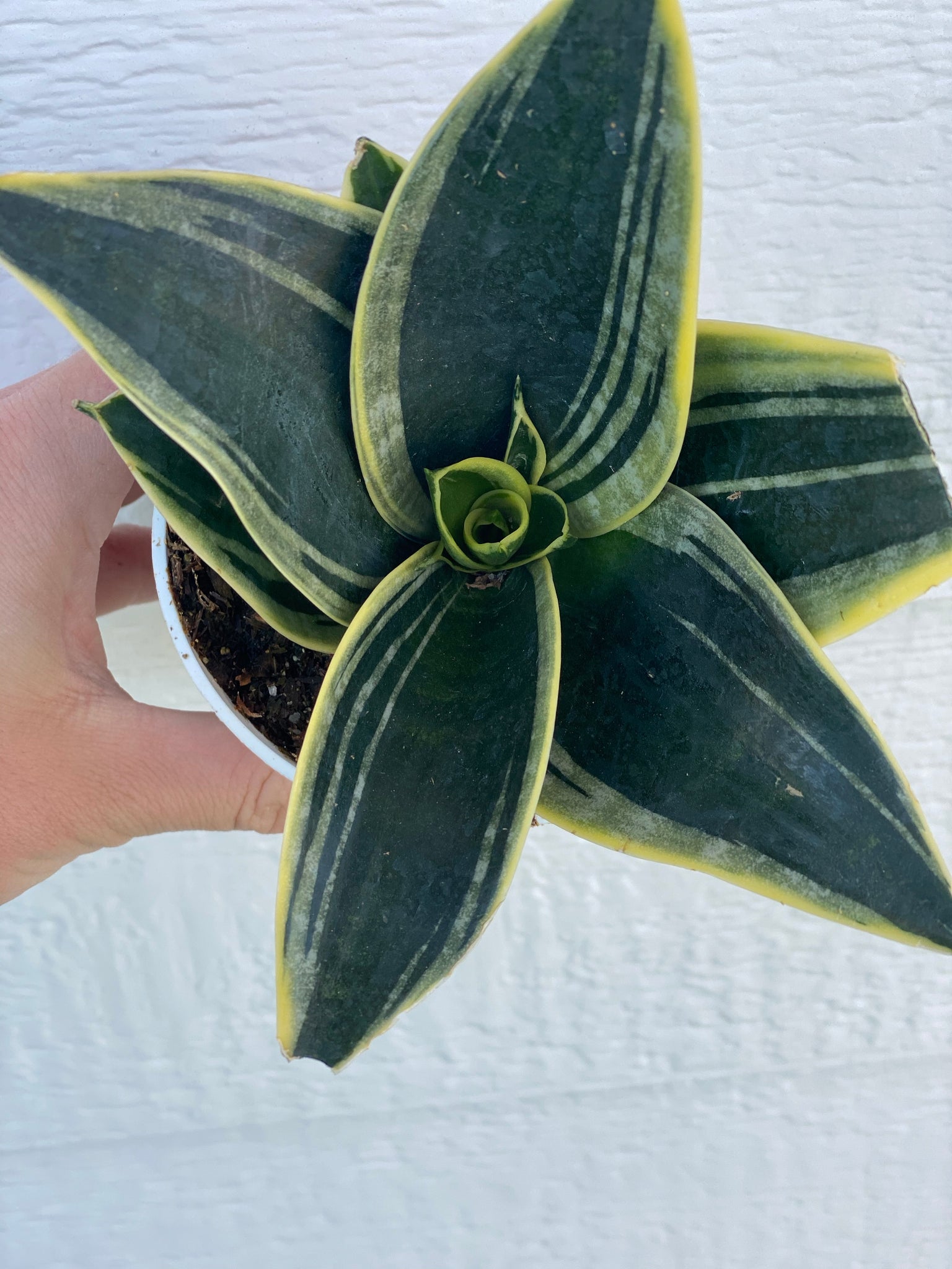 sansevieria hahnii black star Sansevieria Hahnii Glimmering Star – In Succulent Love
