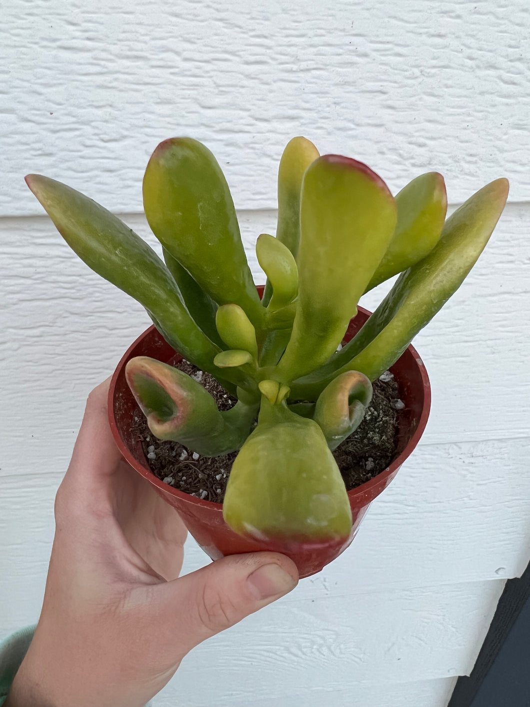 Crassula Ogre’s Ear TriColor