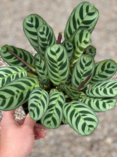 Calathea Ctenanthe Burle-Marxii