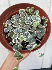 Ceropegia Woodii Variegated String of Hearts