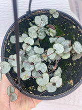 Silver Glory String of Hearts ( Ceropegia Woodii )