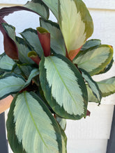 Calathea Corona
