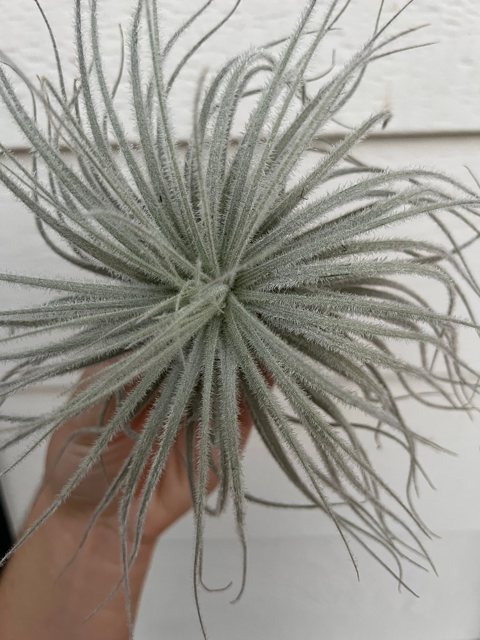 air plant tectorum Tillandsia Tectorum – In Succulent Love