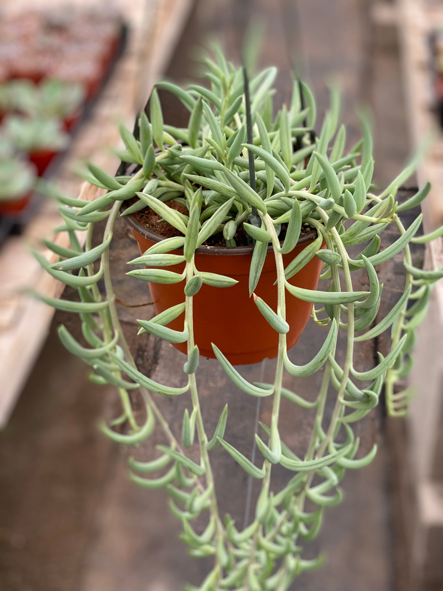 difference between string of bananas and string of fish hooks Senecio Fishhooks – In Succulent Love