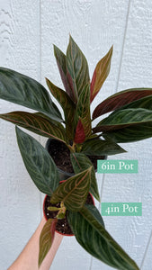 Aglaonema Chinese Evergreen 'Chocolate'