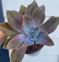 Graptoveria Variegated Fred Ives