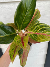 'Golden Fluorite' Chinese Evergreen Aglaonema