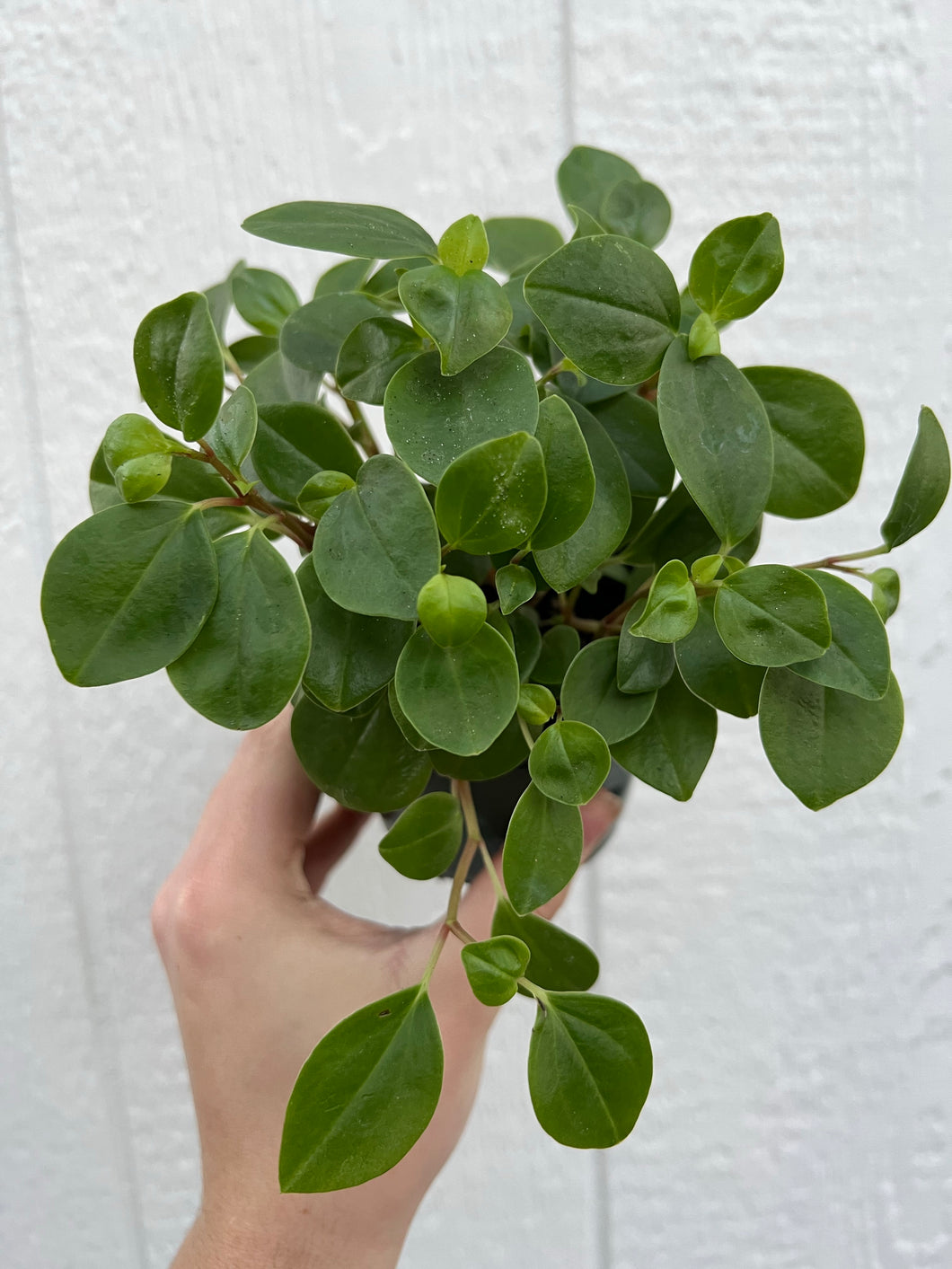 Peperomia Cubensis