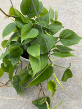 Philodendron Cordatum (Green Heart Leaf)