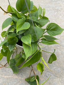 Philodendron Cordatum (Green Heart Leaf)