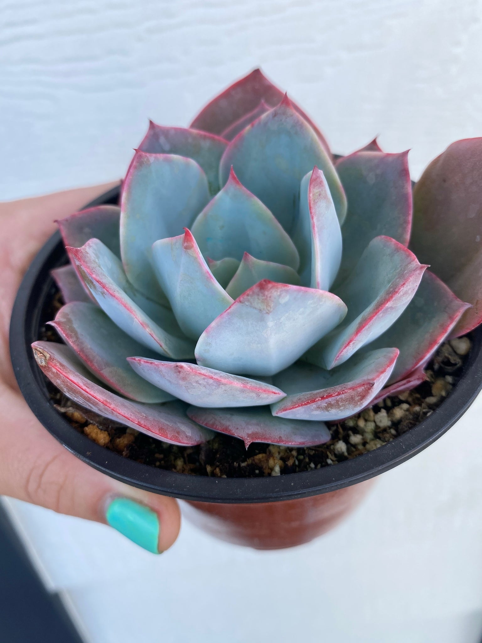 morning dew succulent Echeveria Morning Light / Morning Beauty – In Succulent Love