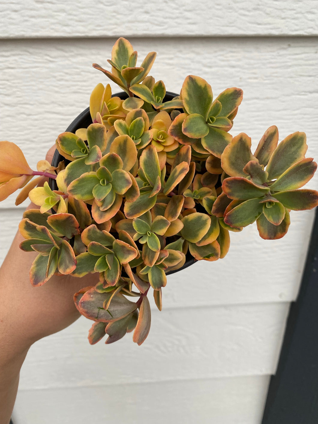 Sedum Sunsparkler ‘ Wildfire ‘