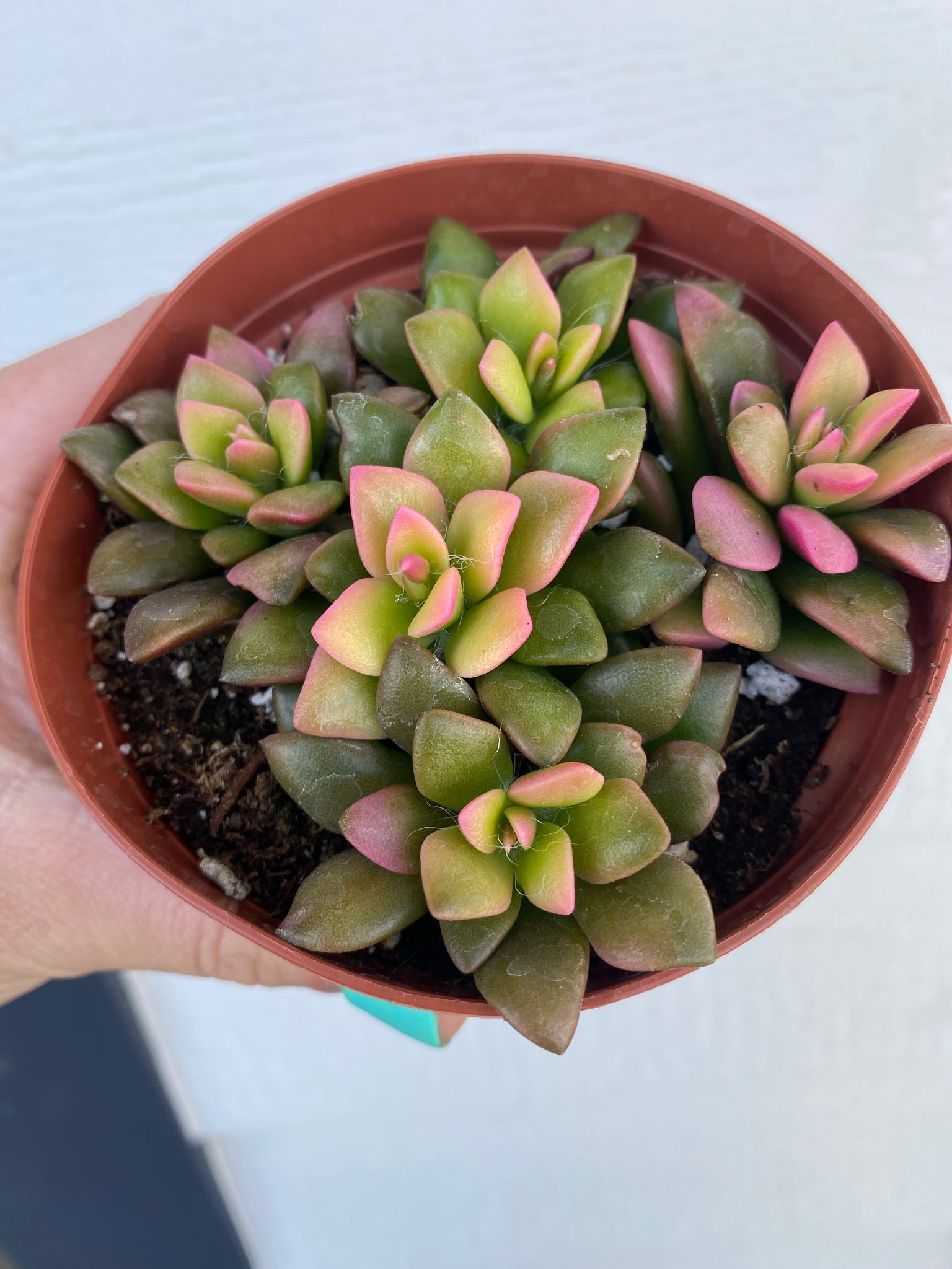 sunrise succulent plant Anacampseros Telephiastrum Variegata ' Sunrise ' – In Succulent Love