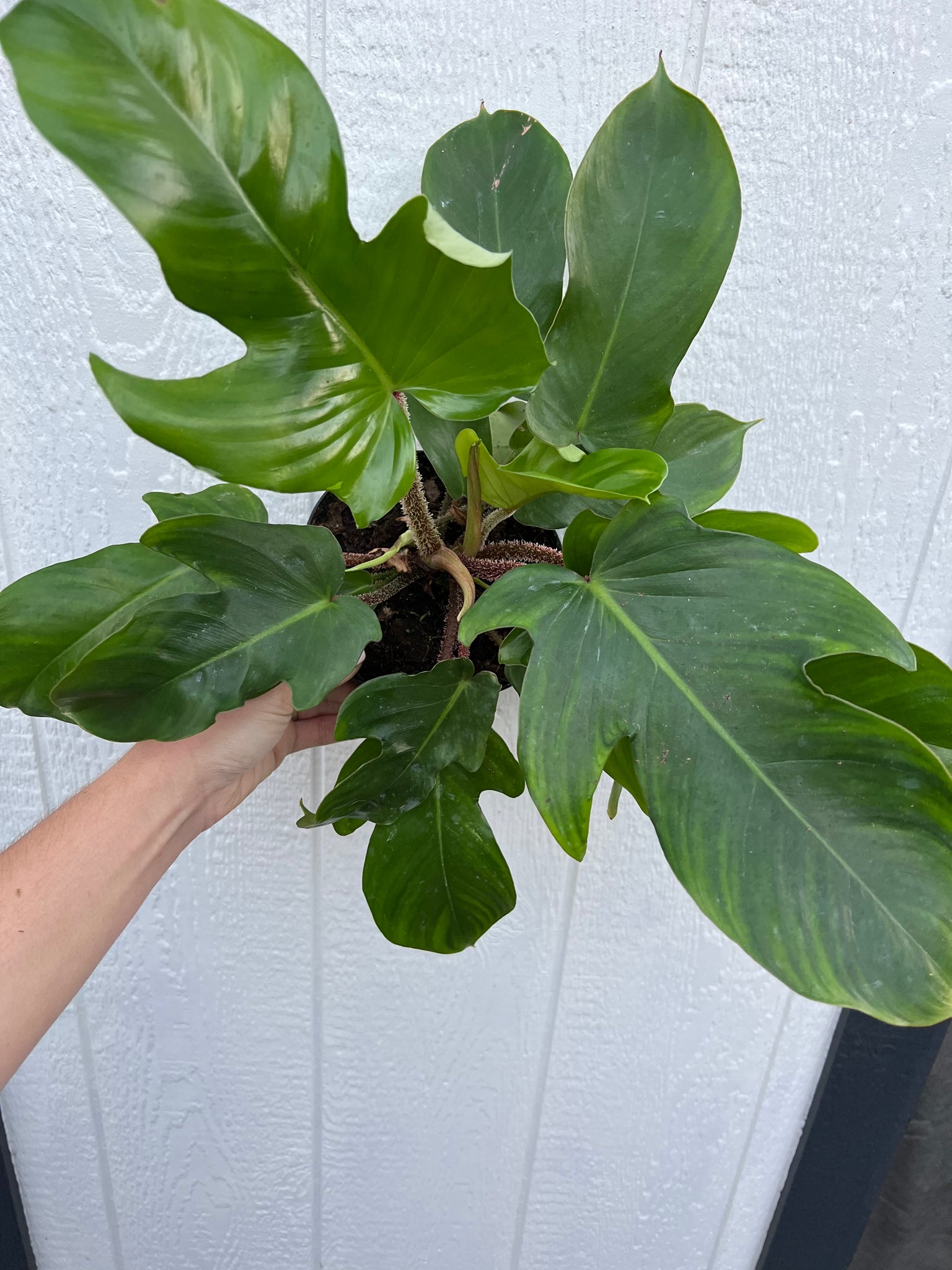philodendron squamiferum poepp. Philodendron Squamiferum – In Succulent Love