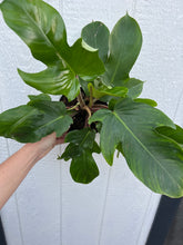 Philodendron Squamiferum