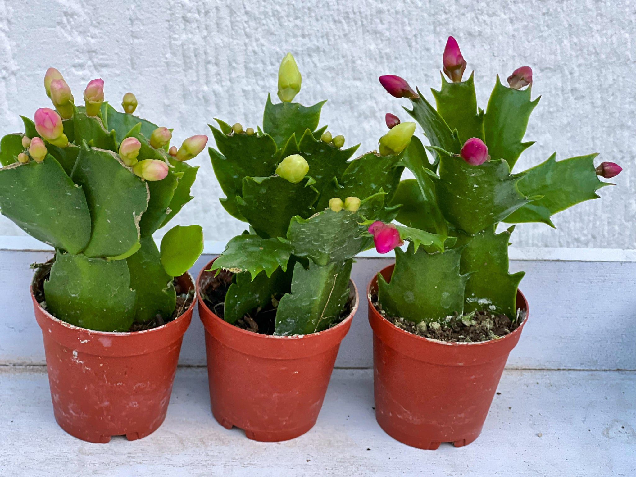 small christmas plant pots Mini Christmas Cactus Trio (2in Pots) (Currently Not Blooming)