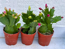 Mini Christmas Cactus Trio (2in Pots) (Currently Not Blooming)