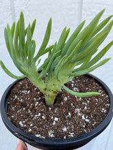 Mermaid Tail - D ( Crested Senecio Vitalis )