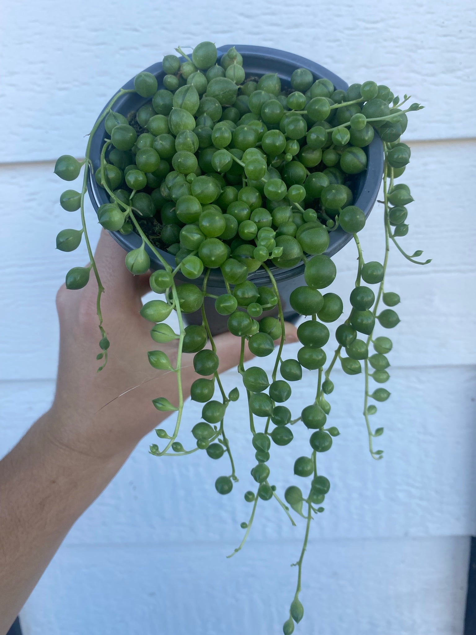 string of pearls succulent lowes Senecio String of Pearls (Senecio Rowleyanus) – In Succulent Love