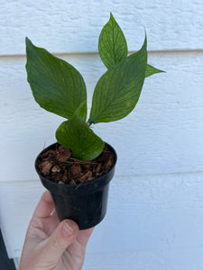 Hoya Polyneura (Hoya Fishtail)